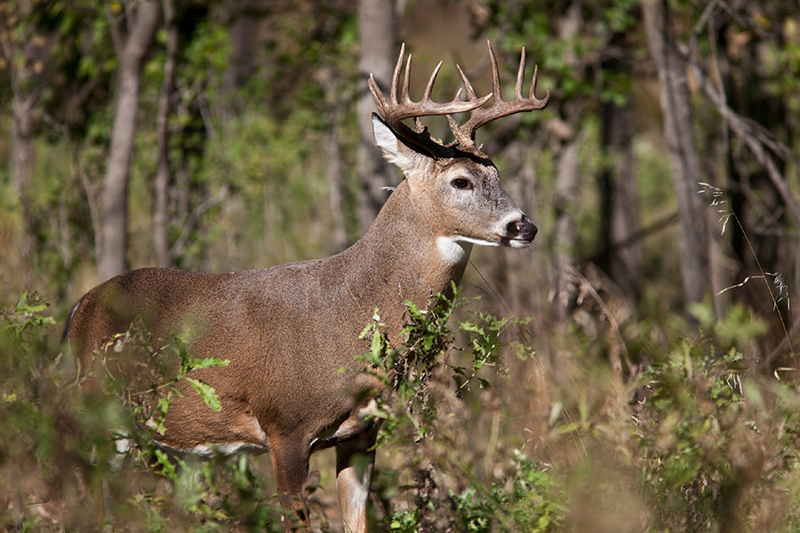 Hunting