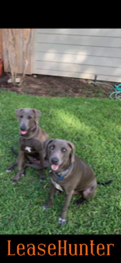 Blue Lacy dogs for sale