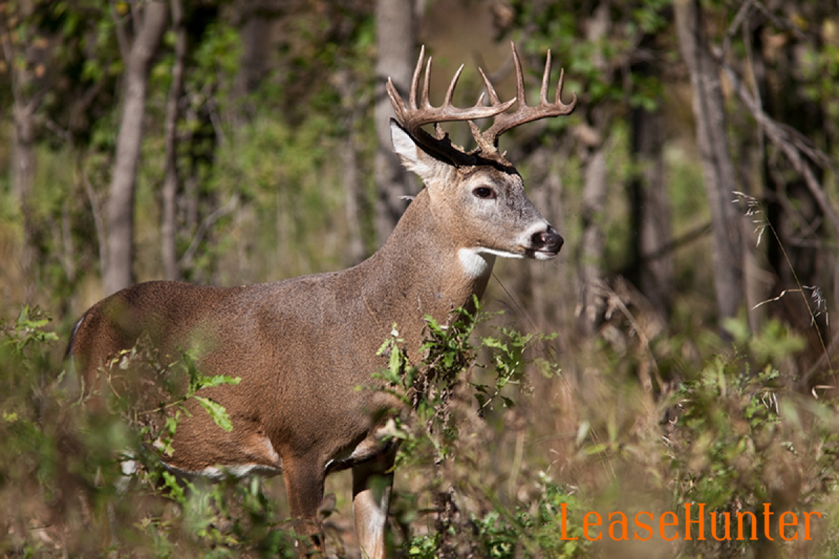 Hunting: 7 Best Animals for Your First Hunt in Texas | LeaseHunter