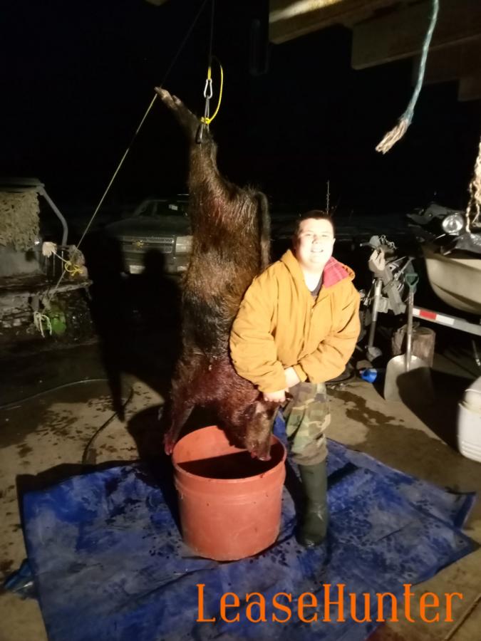 Hog hunting