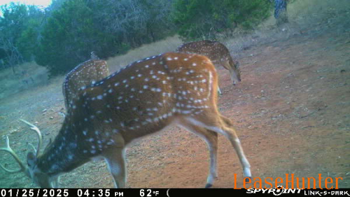 Small axis buck with 2 axis does