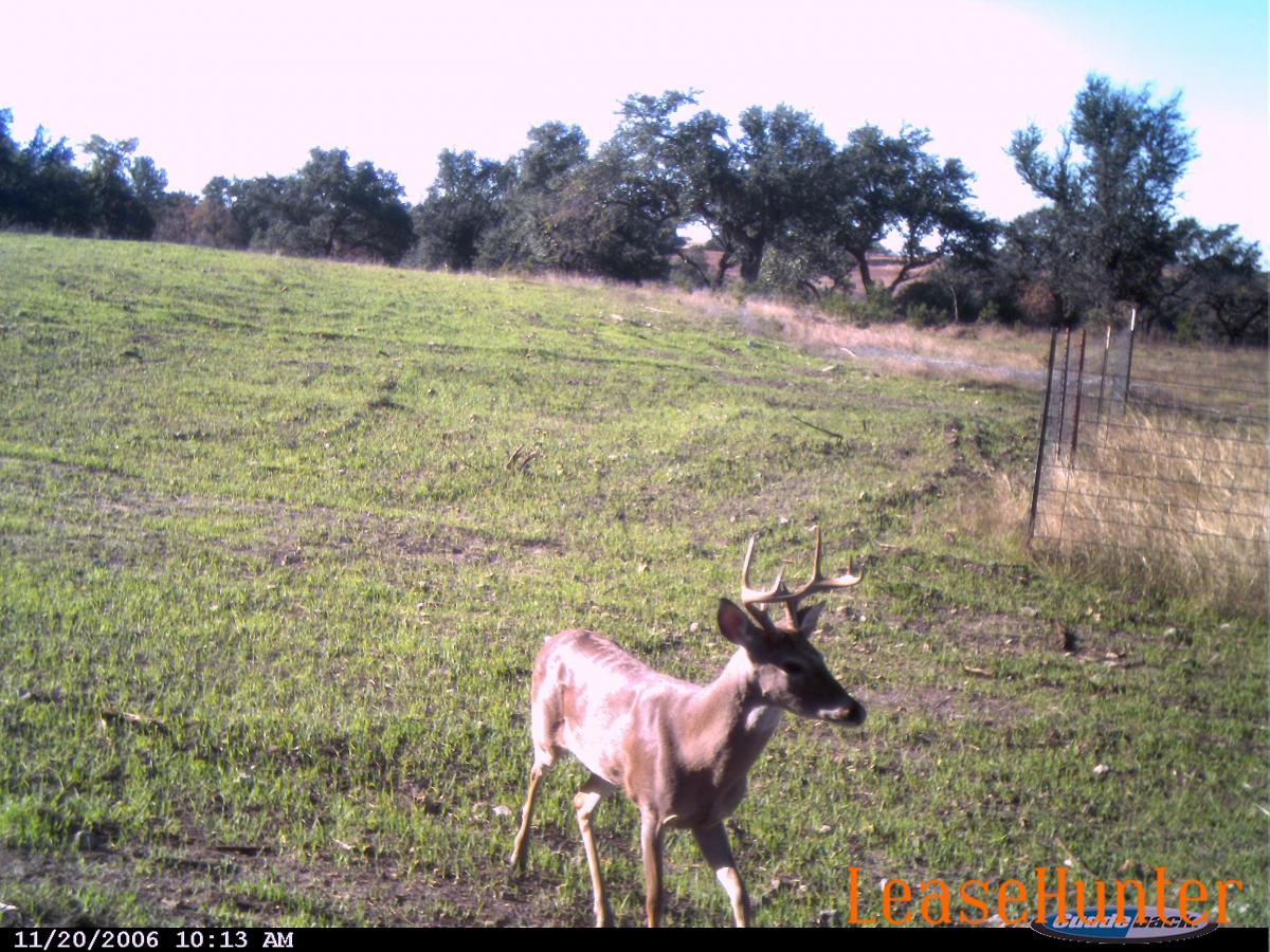 Deer