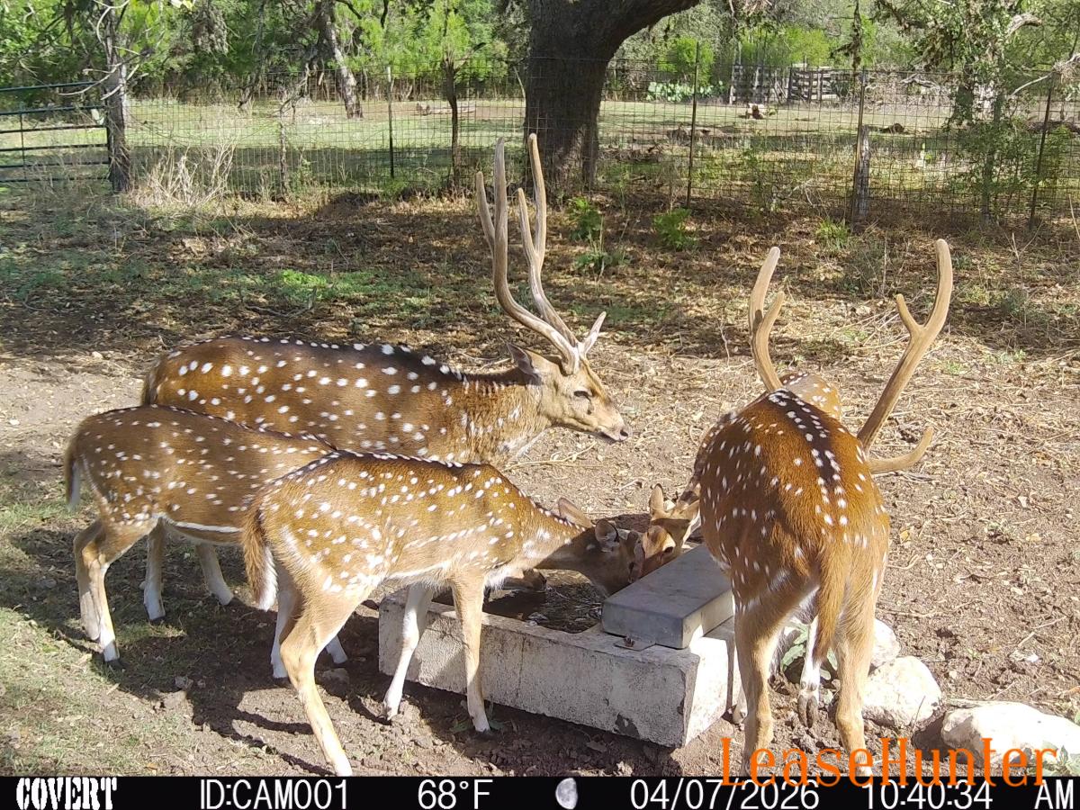 big ones