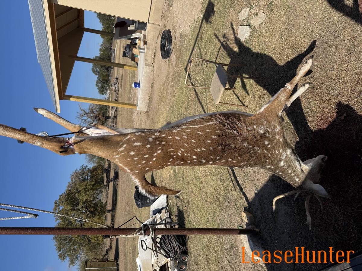 Axis buck harvest