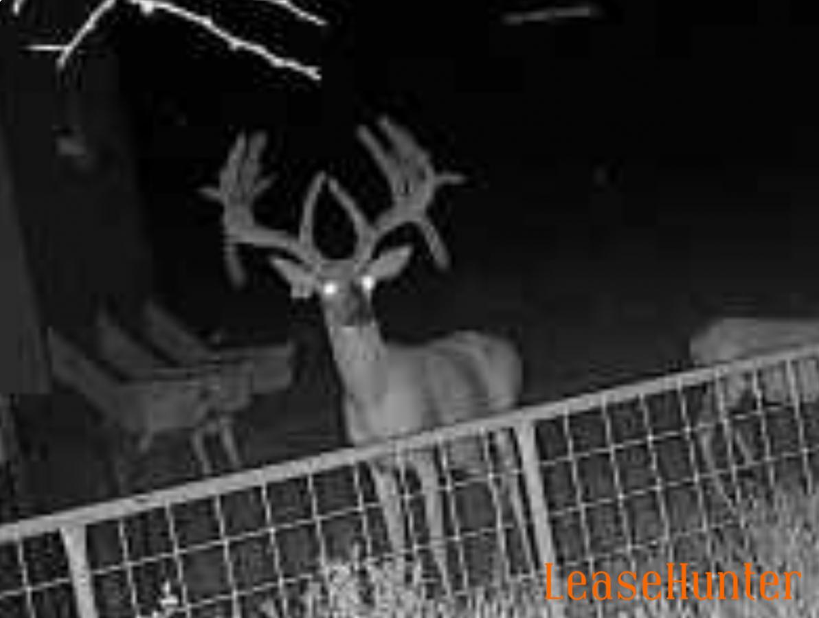 Harvested in 2025. Scored 230 inches 