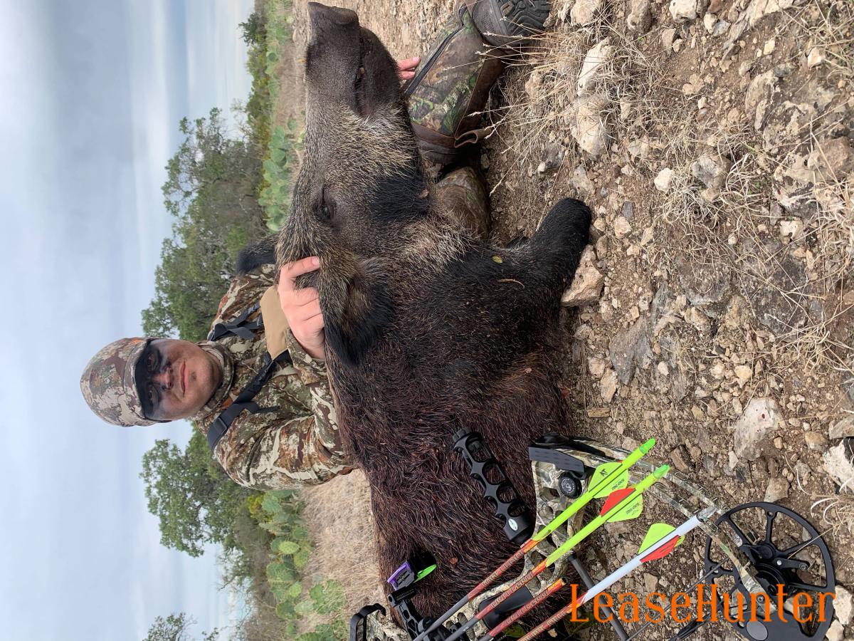 Archery hog hunts LeaseHunter