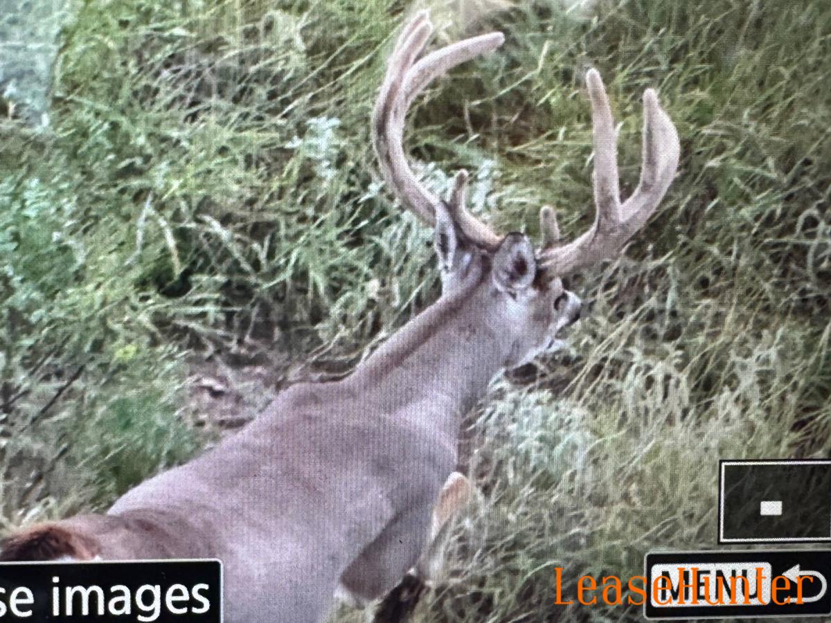 deer from 2025 survey