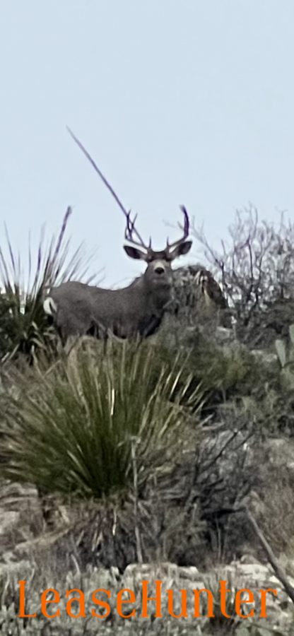 Trans Pecos Desert Muledeer Buck