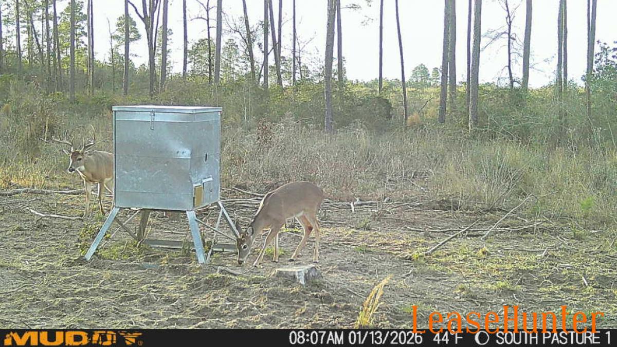 Walker County deer lease