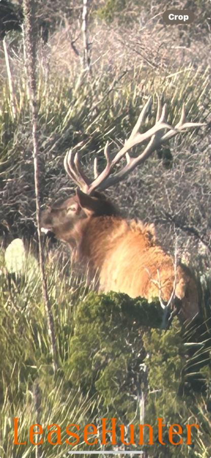 Bull Elk Hunts $9500-$12500
