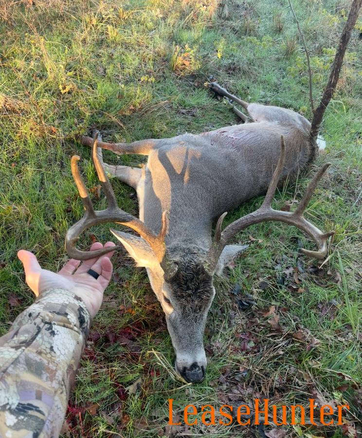 Montague County Whitetail Deer