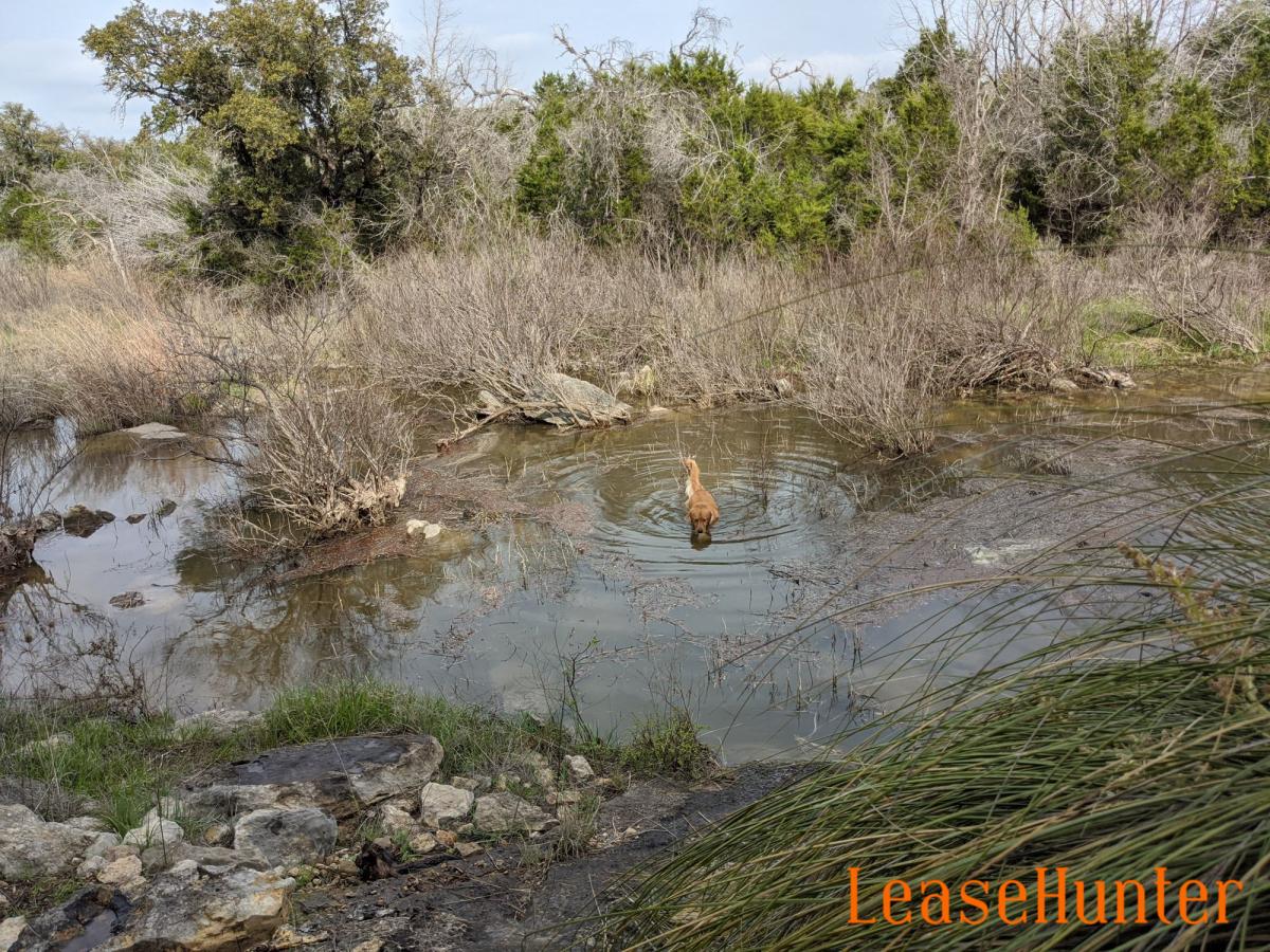 Our dog, Lita, in the creek on pasture