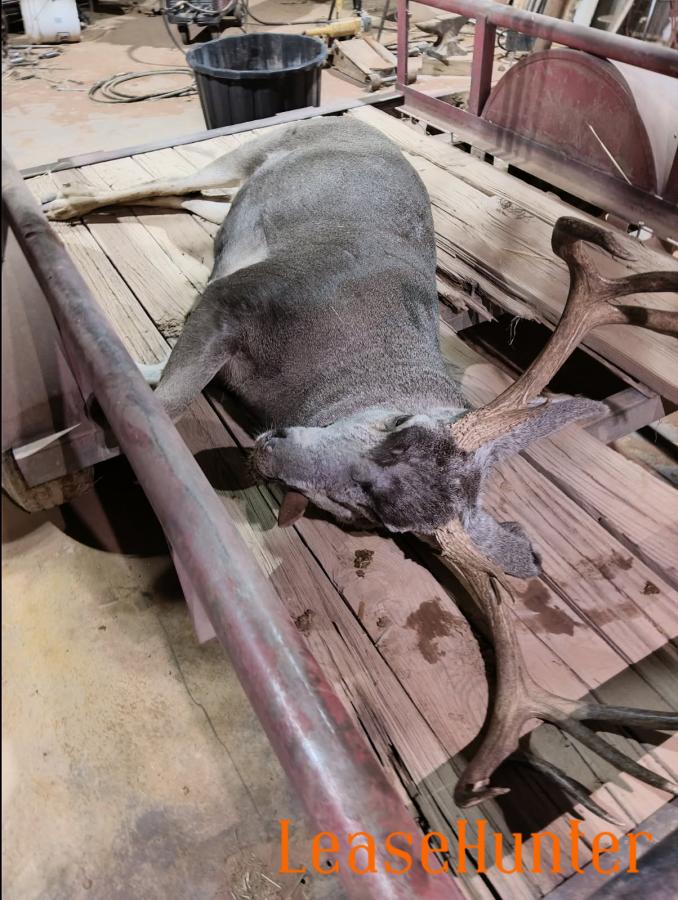 Killed off of south feeder 2024